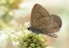 Polyommatus icarus